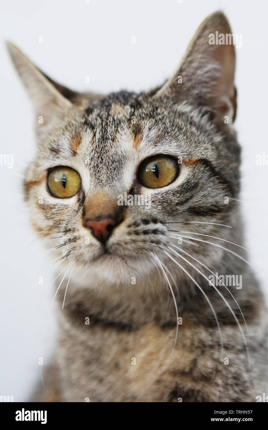 Un jeune chat femelle à la surprise. Banque D'Images