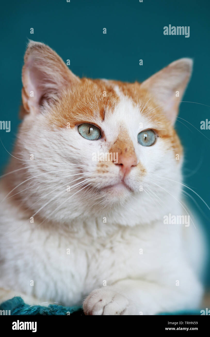Un gros chat orange et blanc aux yeux bleus. Banque D'Images