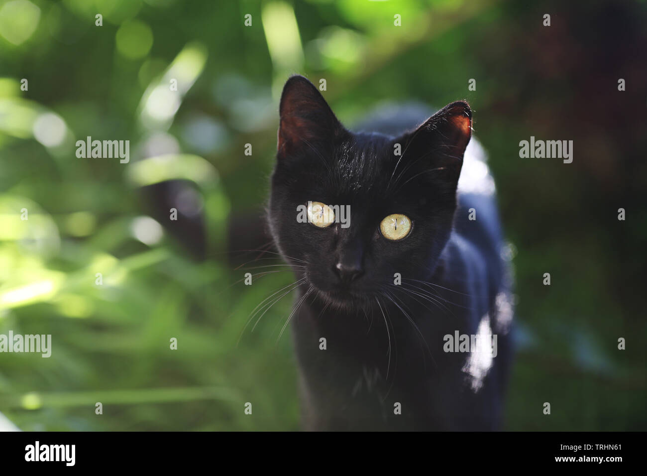 Un chat noir à son jardin. Banque D'Images