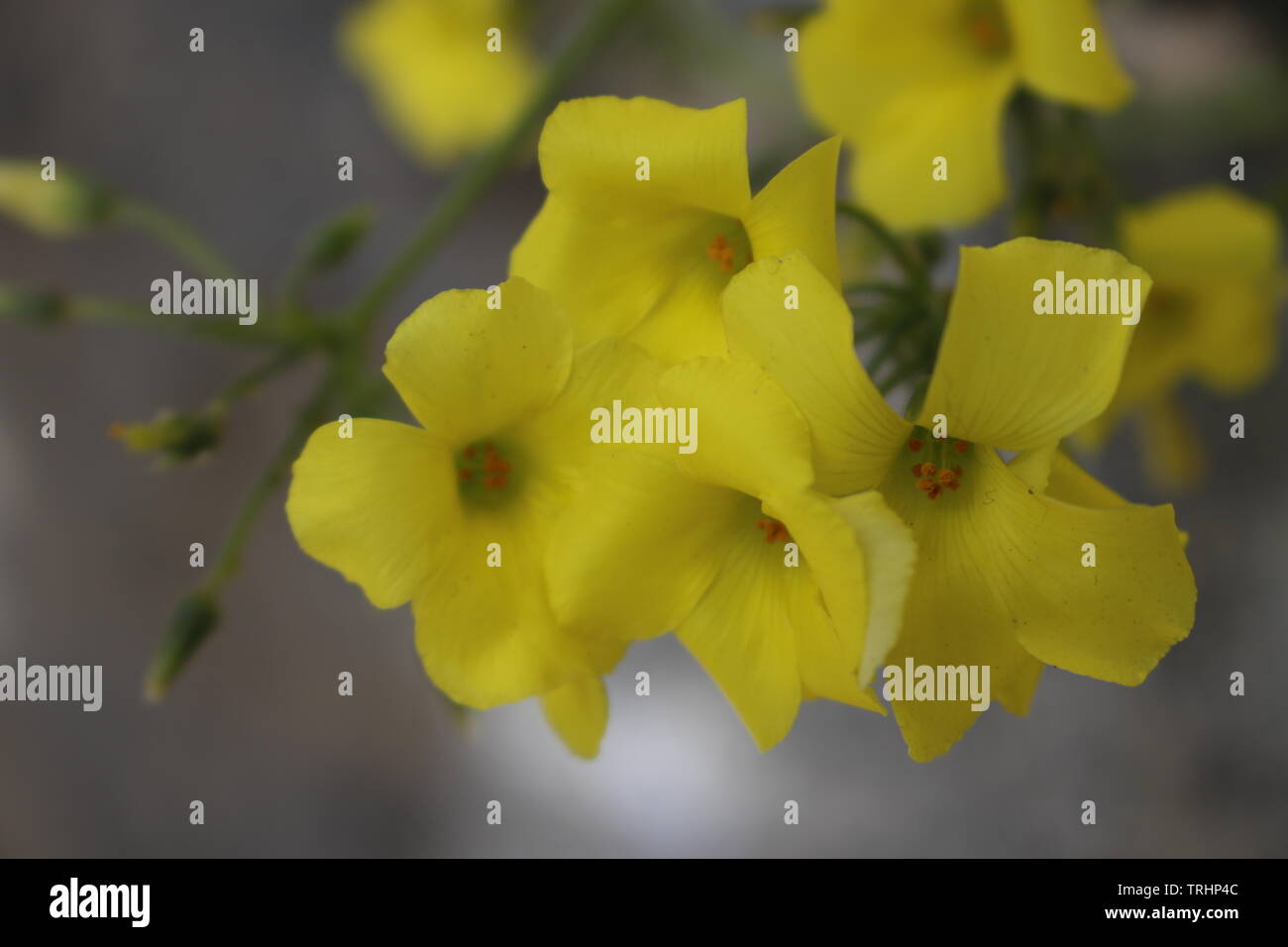 Belles fleurs dans une journée ensoleillée Banque D'Images