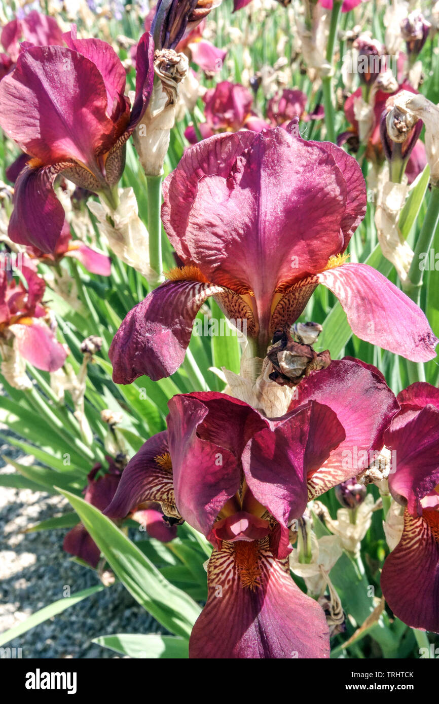 Iris rouge "Fromage et Vin" Banque D'Images