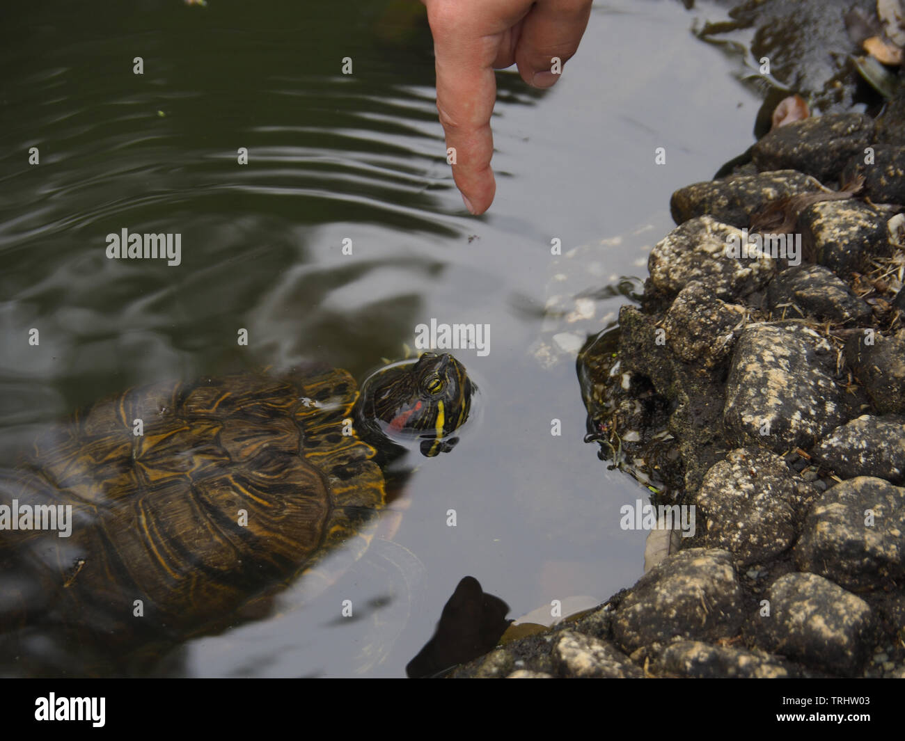 Une tortue ressemble à un doigt dans un étang à shinjuku park à Tokyo Banque D'Images