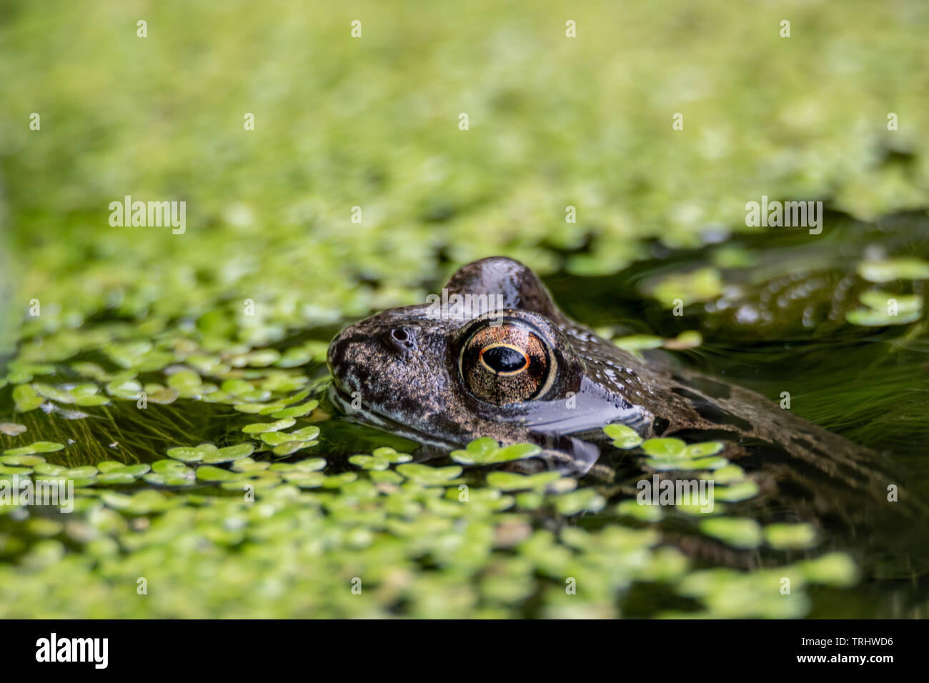 Grenouille rousse en étang de jardin Banque D'Images