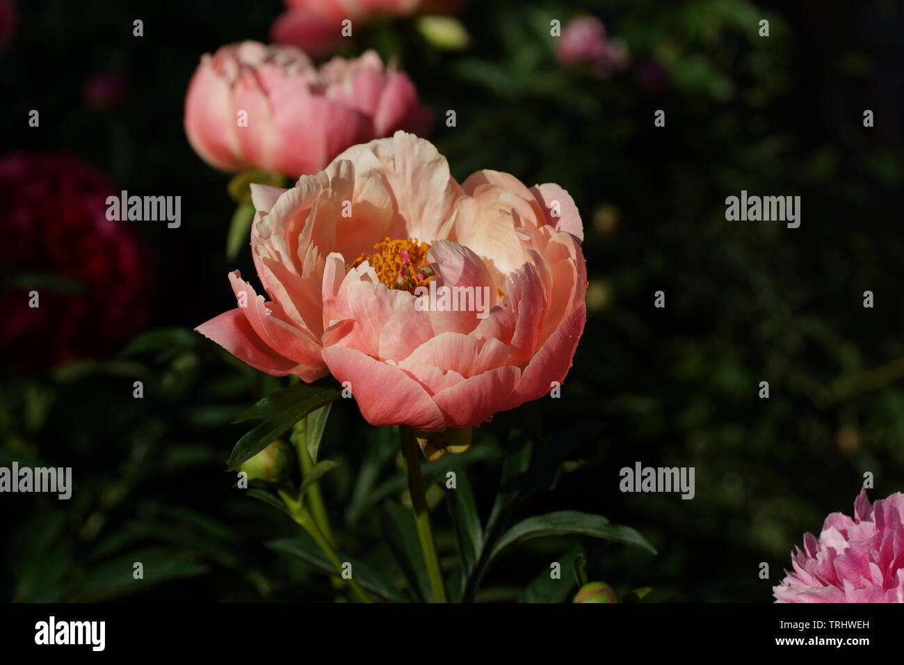 La pivoine Coral Charm. Semi-double, de pivoine rose fleur. Paeonia lactiflora pivoine chinoise (ou même jardin pivoine) Banque D'Images