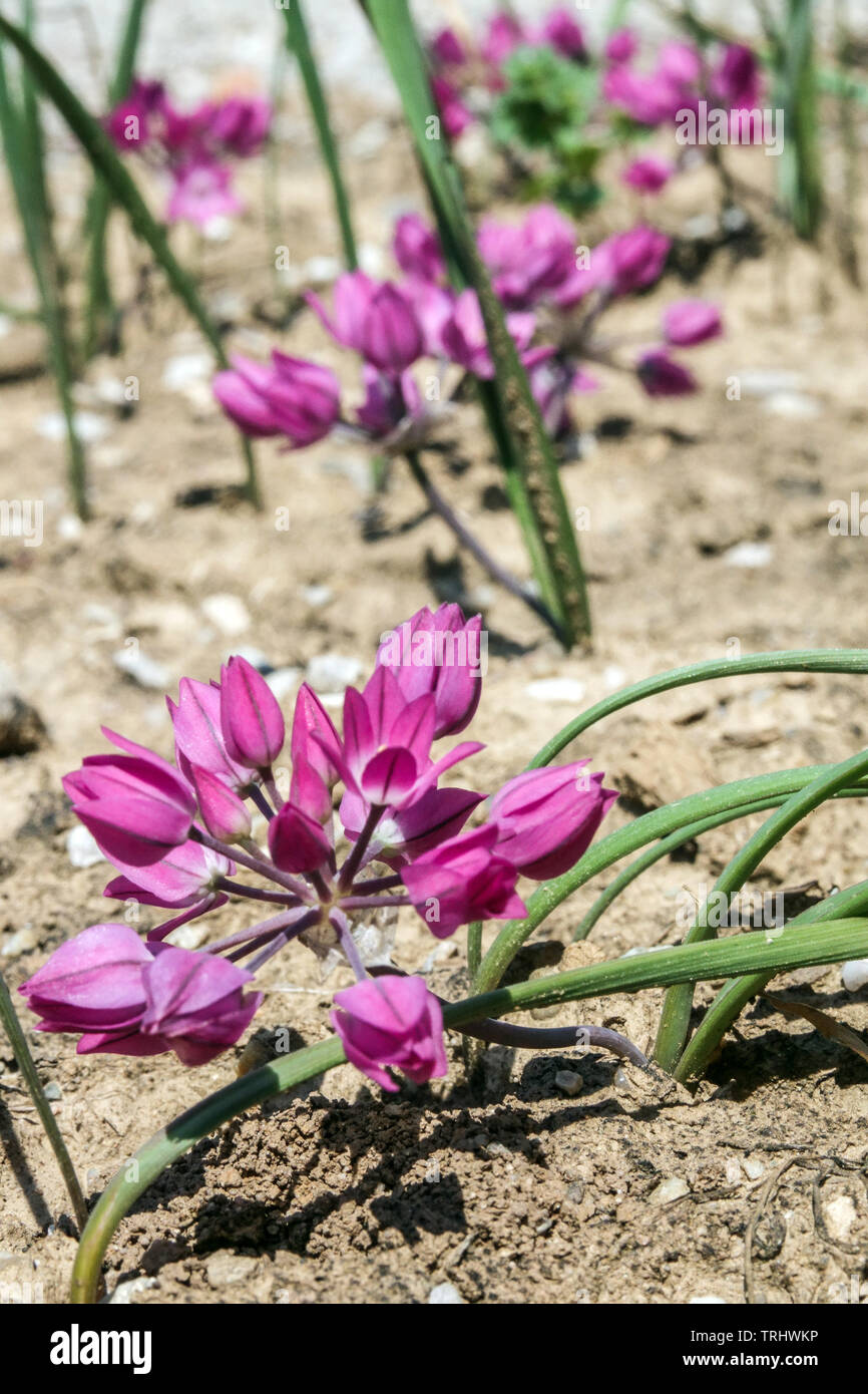 Petit Allium oreophilum, Poireaux Pink Lily Banque D'Images