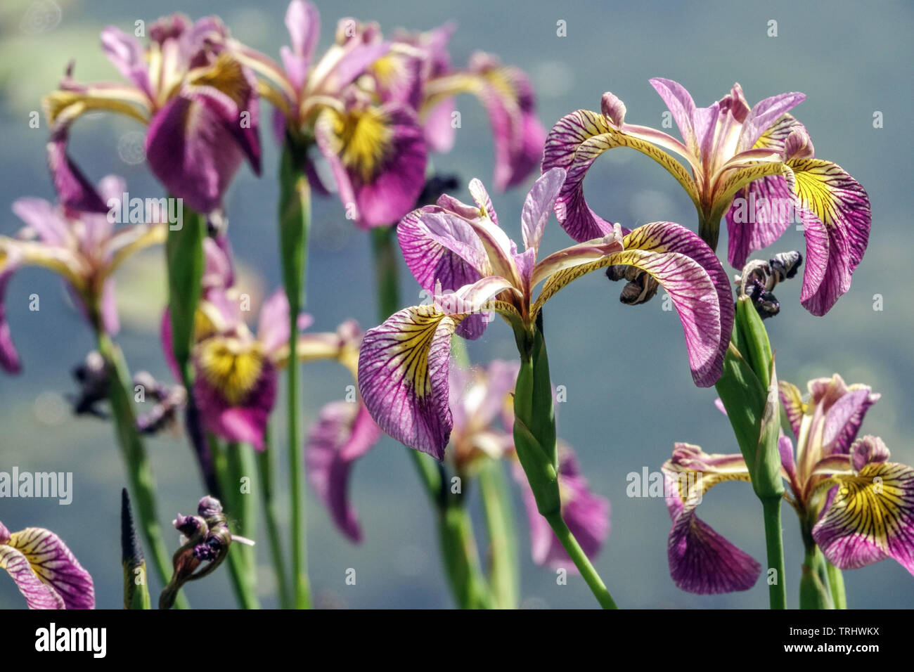 Iris versicolor Iris d'eau ou du foie Lily Banque D'Images