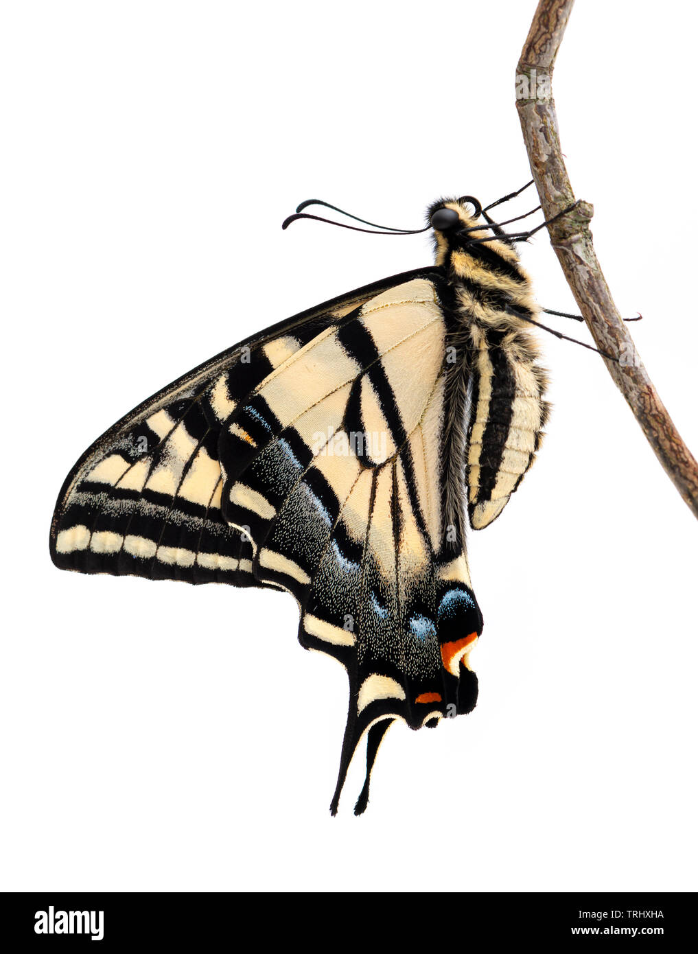 Un tigre de l'Ouest nouvellement émergés Papilio rutulus) séchage d'ailes de papillon - sur un fond blanc Banque D'Images
