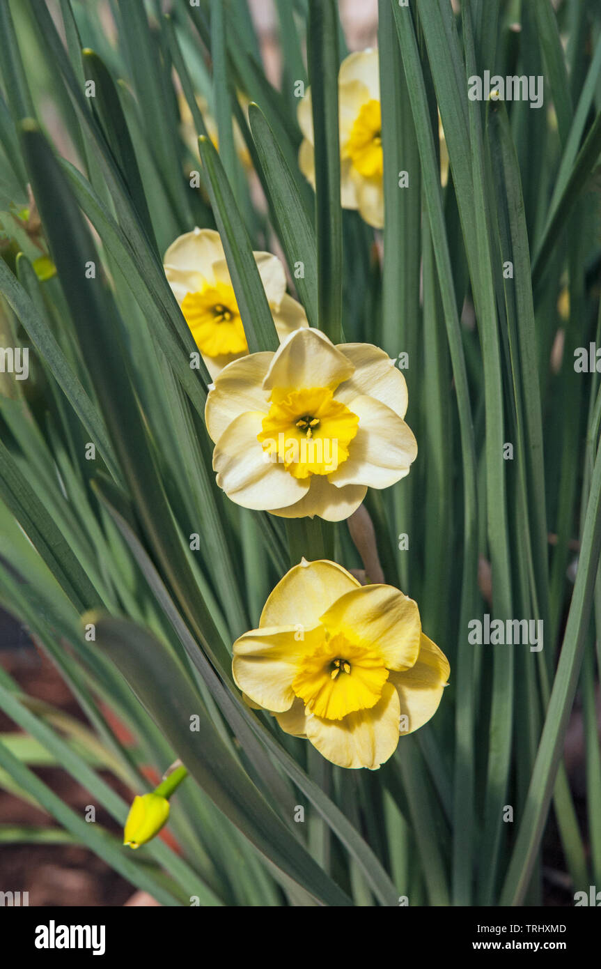 Narcisse jonquille Soleil floraison à la mi-printemps une jonquille naine  blanche et jaune avec des automnes de tasse qui appartient à la Division 7  groupe jonquille Photo Stock - Alamy
