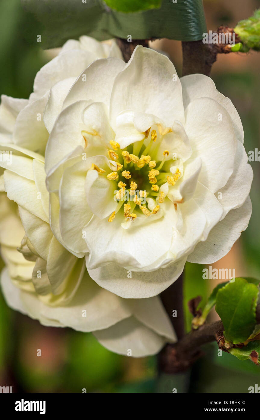 Une vue rapprochée de Chaenomeles speciosa Yukigoten une double fleur blanche qui fleurit au début du printemps et peut être cultivée dans un jardin boisé ou cottage, etc Banque D'Images