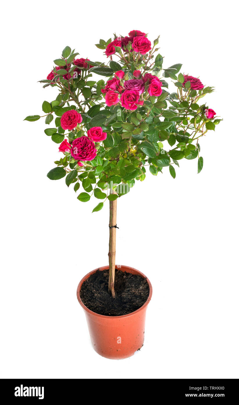 Buisson rose in front of white background Banque D'Images