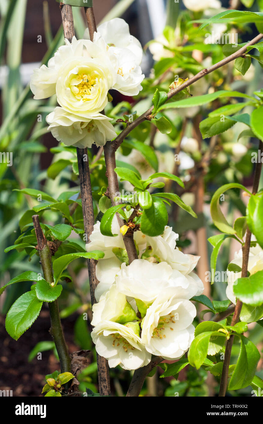 Chaenomeles speciosa Yukigoten Une double fleur blanche qui fleurit au début du printemps et peut être utilisé comme couvre-sol ou en bois et jardins du cottage etc Banque D'Images