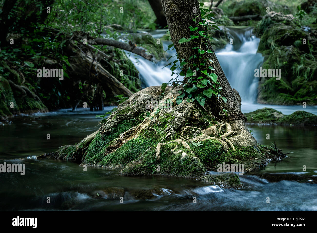 Petit arbre en rivière avec petite cascade chute des temps d'exposition sur l'arrière-plan Banque D'Images