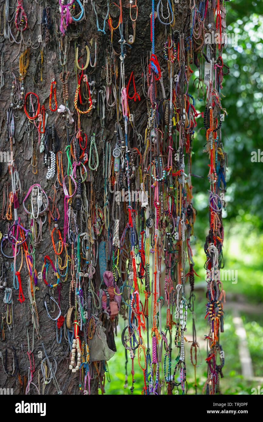 Bracelets pendaison sur l'abattage arbre à Choeung Ek Mémorial du Génocide à la Killing Fields, Phnom Penh, Cambodge, Asie Banque D'Images