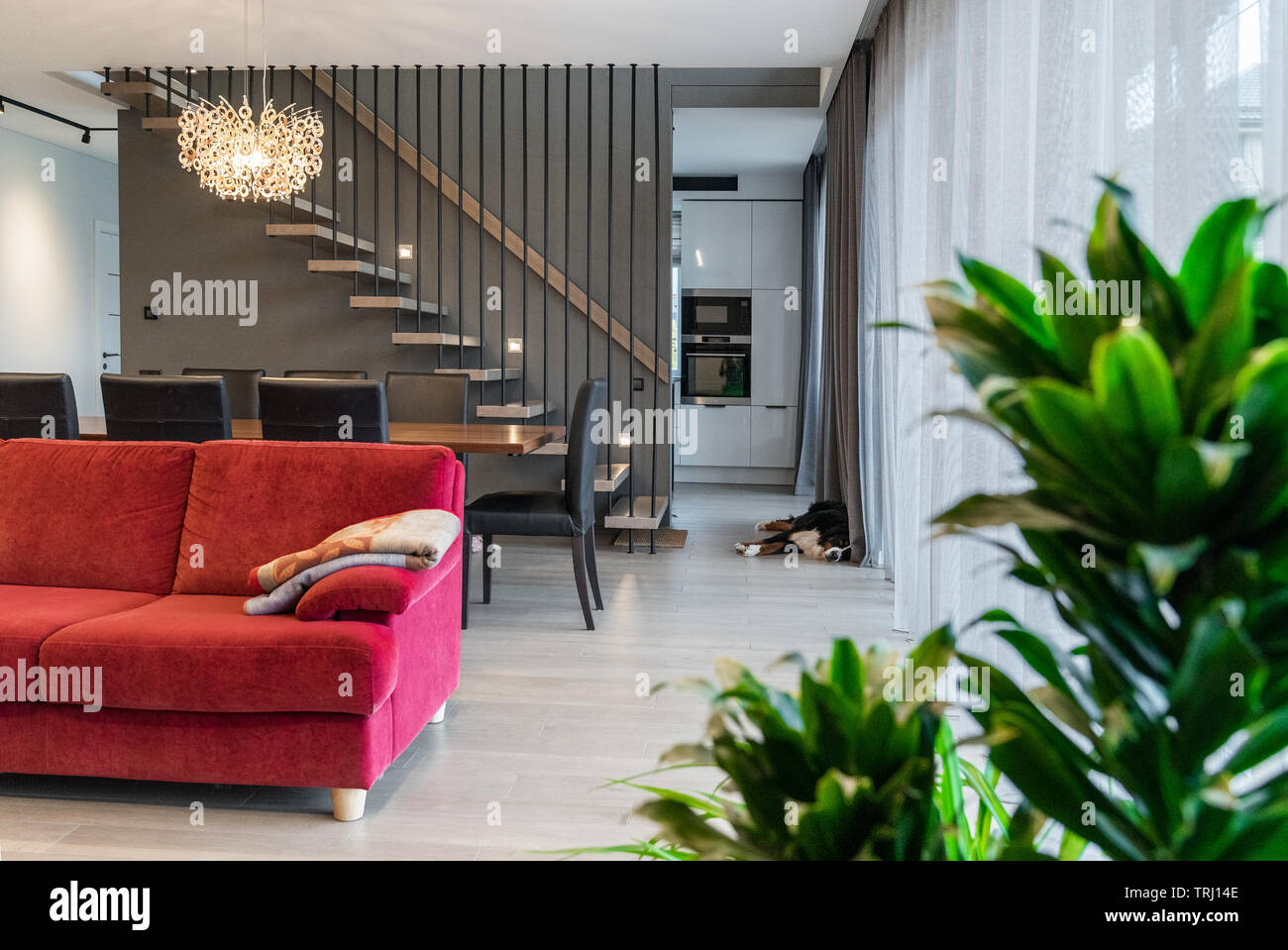 Salle à manger moderne dans une maison de luxe. Table à manger avec chaises, canapé, fleur, escaliers, lampe en elle. Le chien se trouve à l'entrée de la cuisine. Banque D'Images