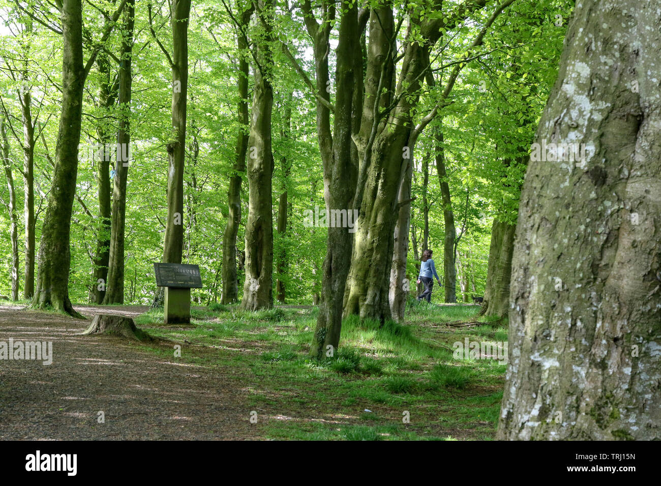 Femme marche un chien dans un bois en Irlande du Nord avec un panneau d'informations relatives à l'âge mésolithique (à gauche) en bois Mountsandel, Coleraine, en Irlande du Nord. Banque D'Images