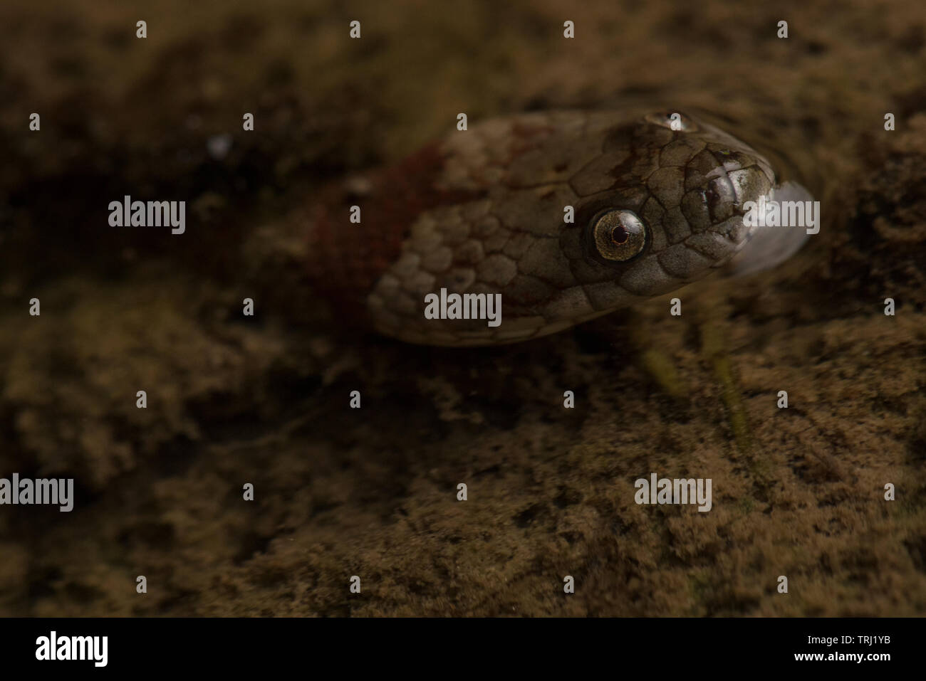 Serpent d'eau à bandes marron (Helicops angulatus) un serpent aquatique du bassin de l'Amazonie, celui-ci a été photographié dans le parc national Yasuni, en Equateur. Banque D'Images