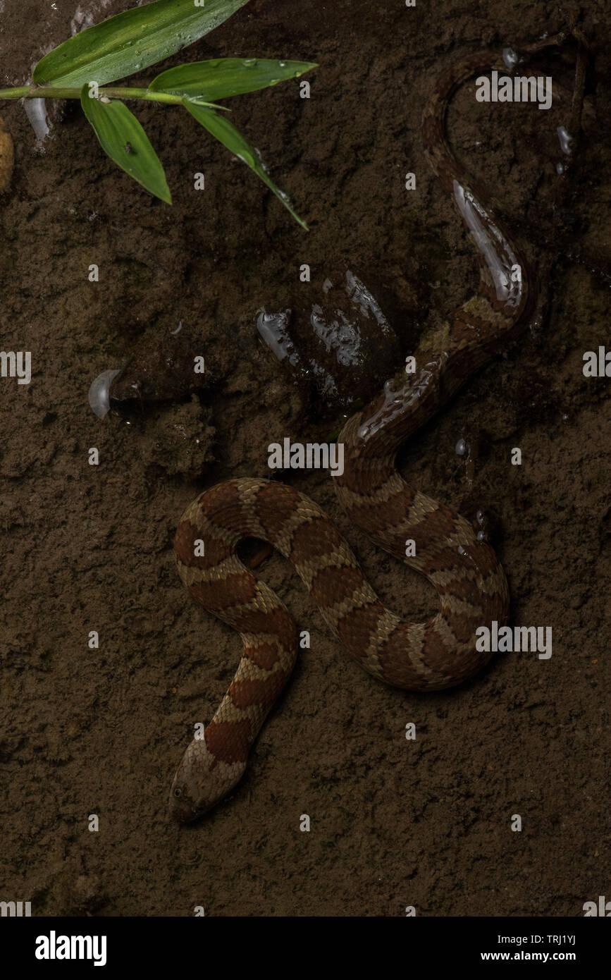 Serpent d'eau à bandes marron (Helicops angulatus) un serpent aquatique du bassin de l'Amazonie, celui-ci a été photographié dans le parc national Yasuni, en Equateur. Banque D'Images