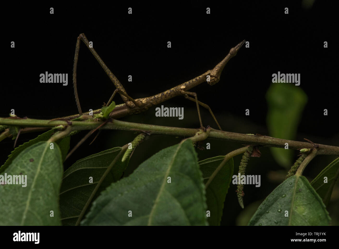 Saut d'un stick , un type de sauterelle de la Région néotropicale, vu et photographié dans le parc national Yasuni, en Equateur, Banque D'Images