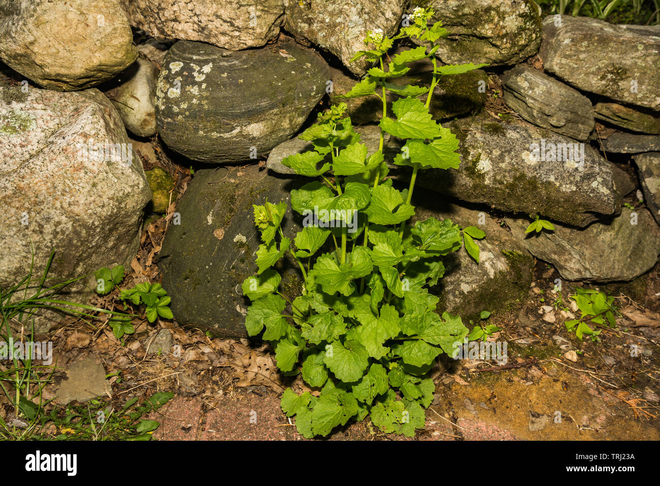 L'alliaire officinale (Alliaria petiolata) Banque D'Images