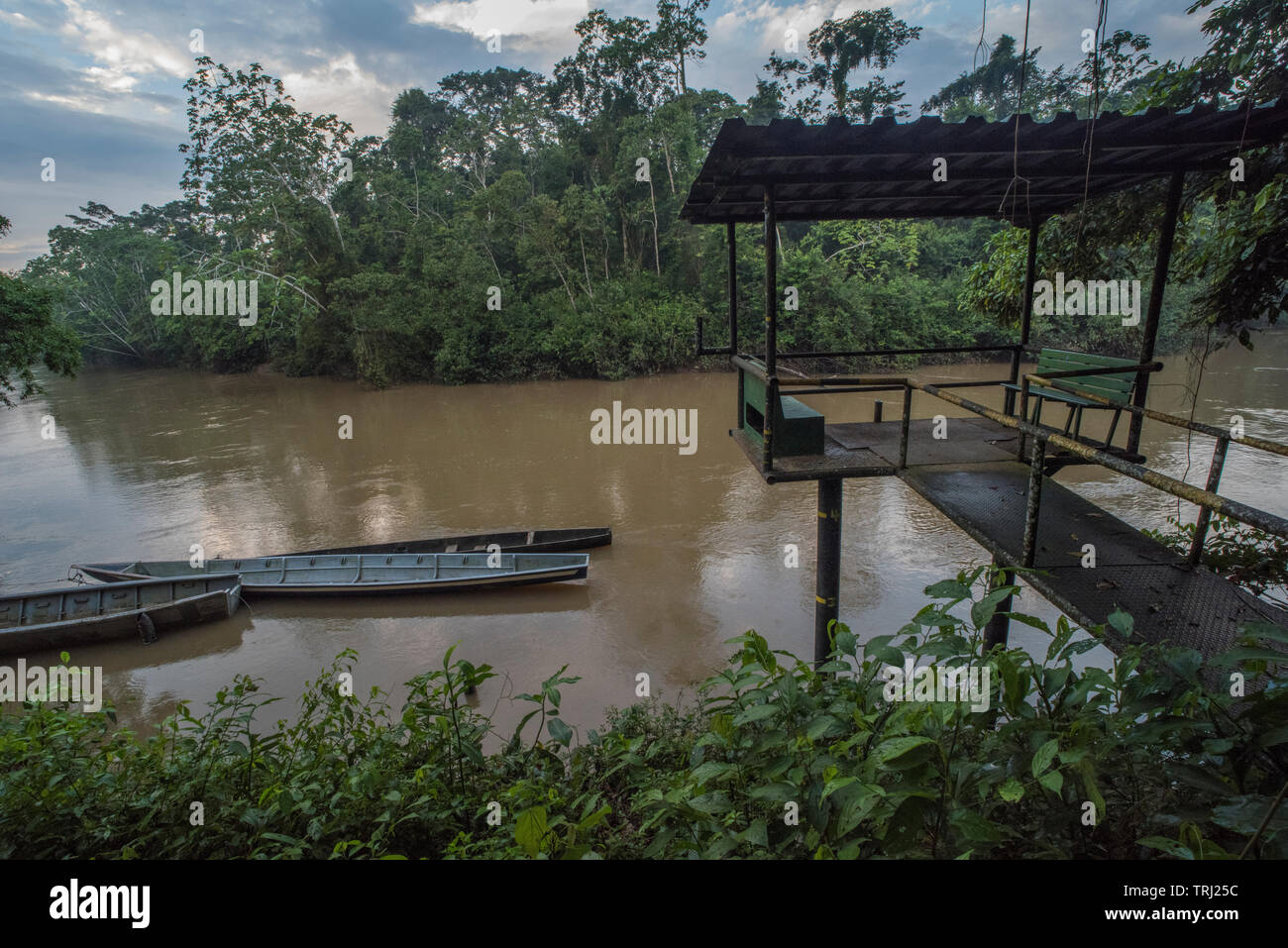 Une plate-forme surplombant la rivière Tiputini dans la jungle amazonienne de l'Equateur, l'un des plus sauvages de la planète. Dans le parc national Yasuní. Banque D'Images