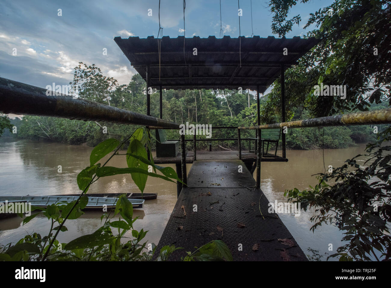 Une plate-forme surplombant la rivière Tiputini dans la jungle amazonienne de l'Equateur, l'un des plus sauvages de la planète. Dans le parc national Yasuní. Banque D'Images