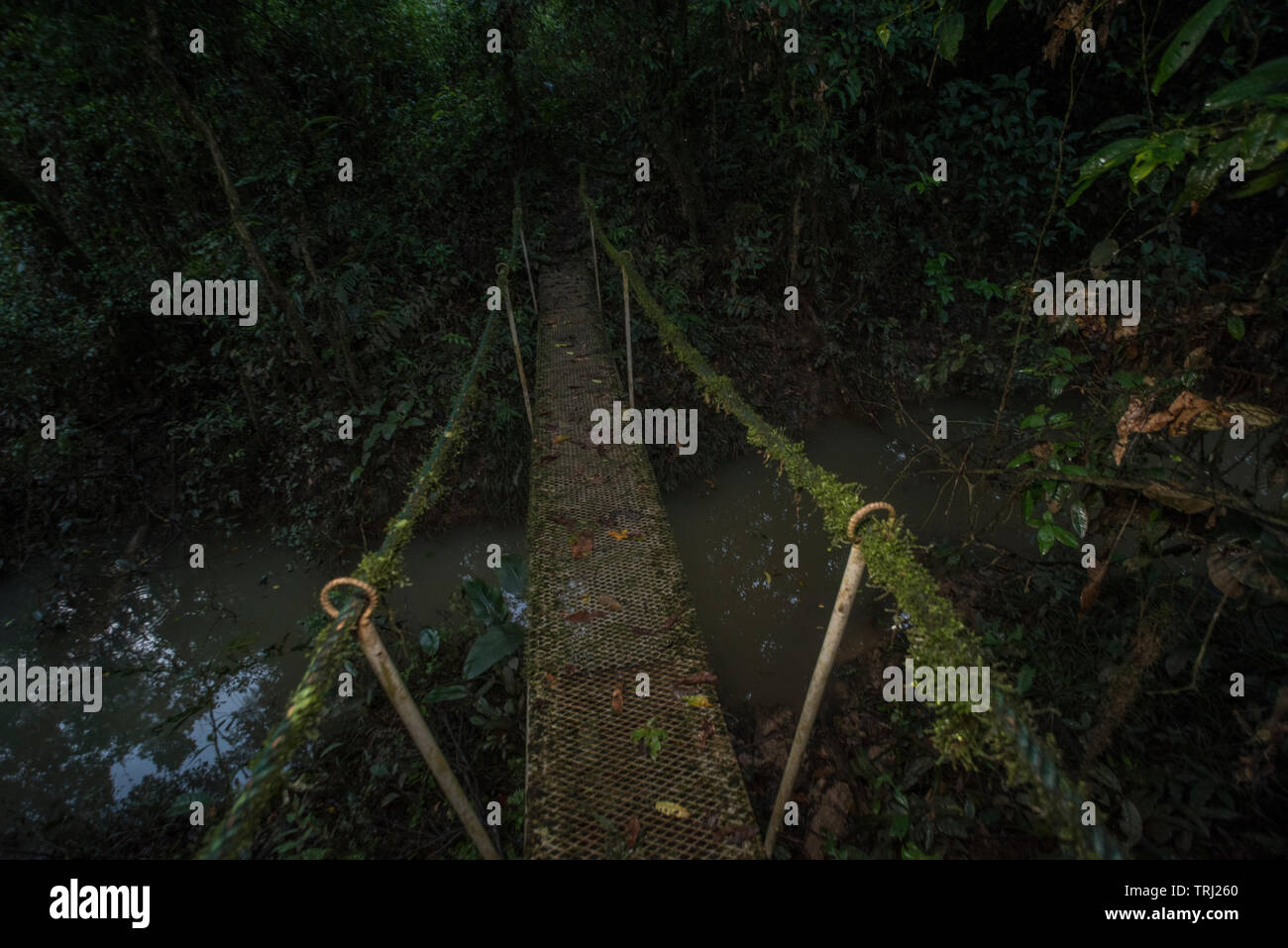 Un petit pont dans la forêt amazonienne, menant sur un canal, et recouverts de mousse et d'épiphytes. Banque D'Images