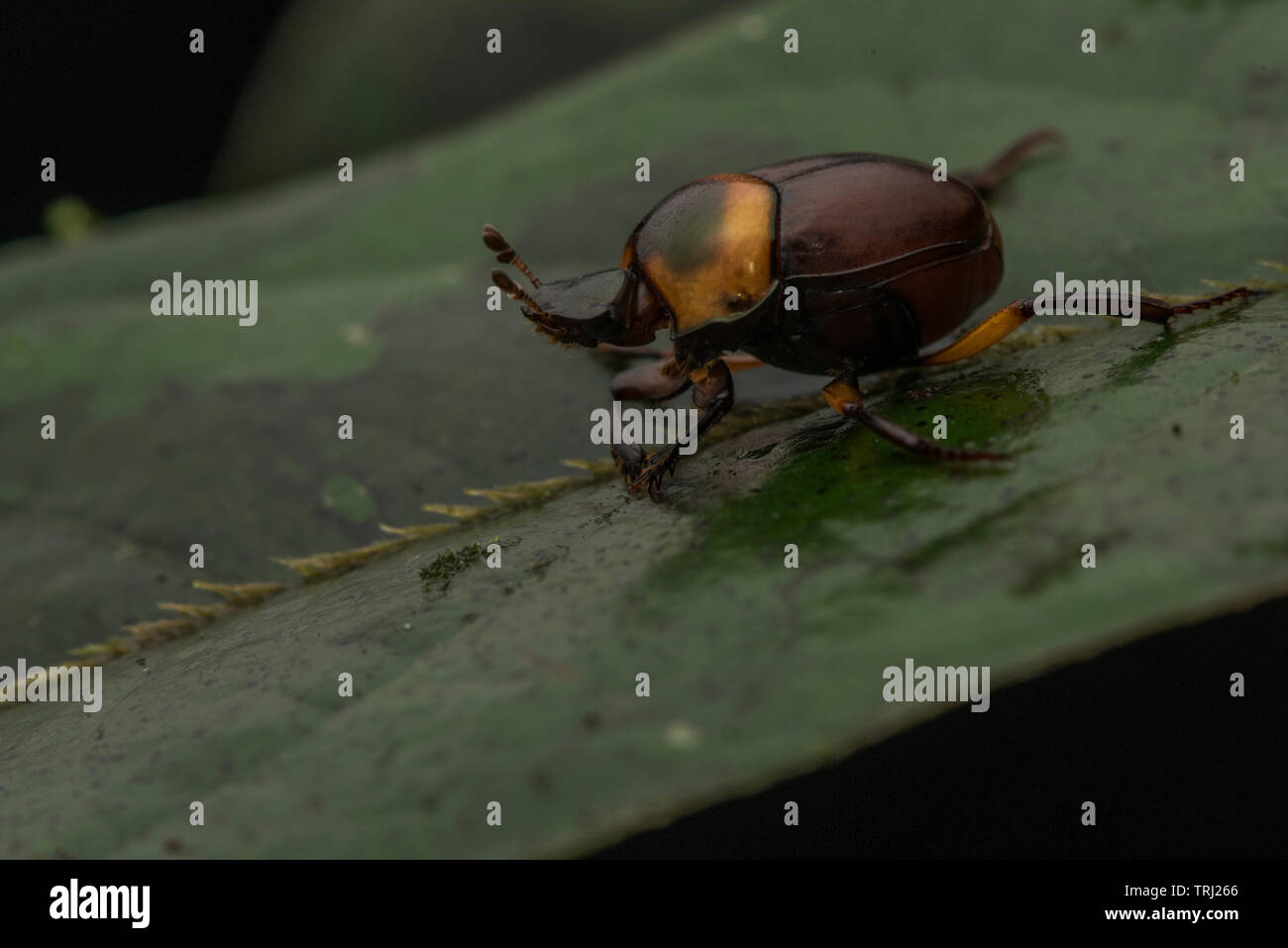 Un bousier également appelé scarabée de la forêt amazonienne en Equateur. Banque D'Images