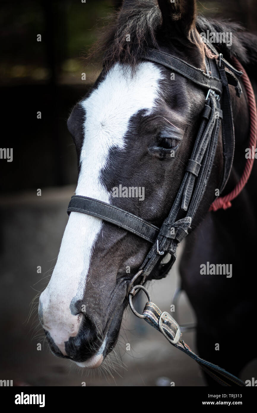 Tête de cheval avec des détails isolés de l'œil droit est montrant l'émotion et le contraste de la vie animale. Banque D'Images