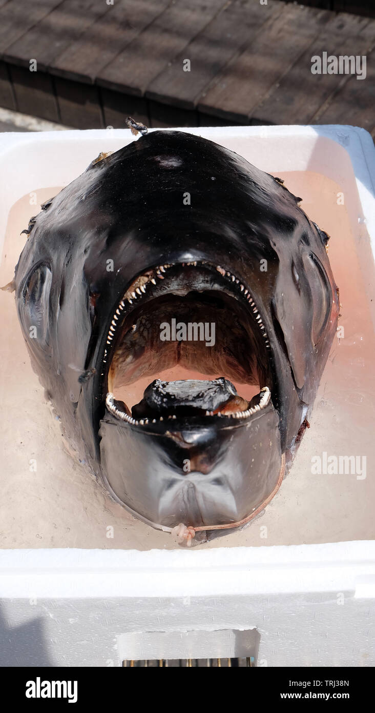 Une tête de poisson thon géant placé au-dessus des cubes de glace, à l'intérieur d'un récipient en polystyrène blanc. Banque D'Images