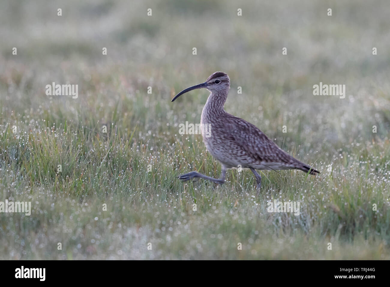 Courlis cendré / Grosser Brachvogel ( Numenius arquata ) en se promenant dans une prairie humide de rosée, échassiers, oiseaux de prairie rares, de la faune, de l'Europe. Banque D'Images