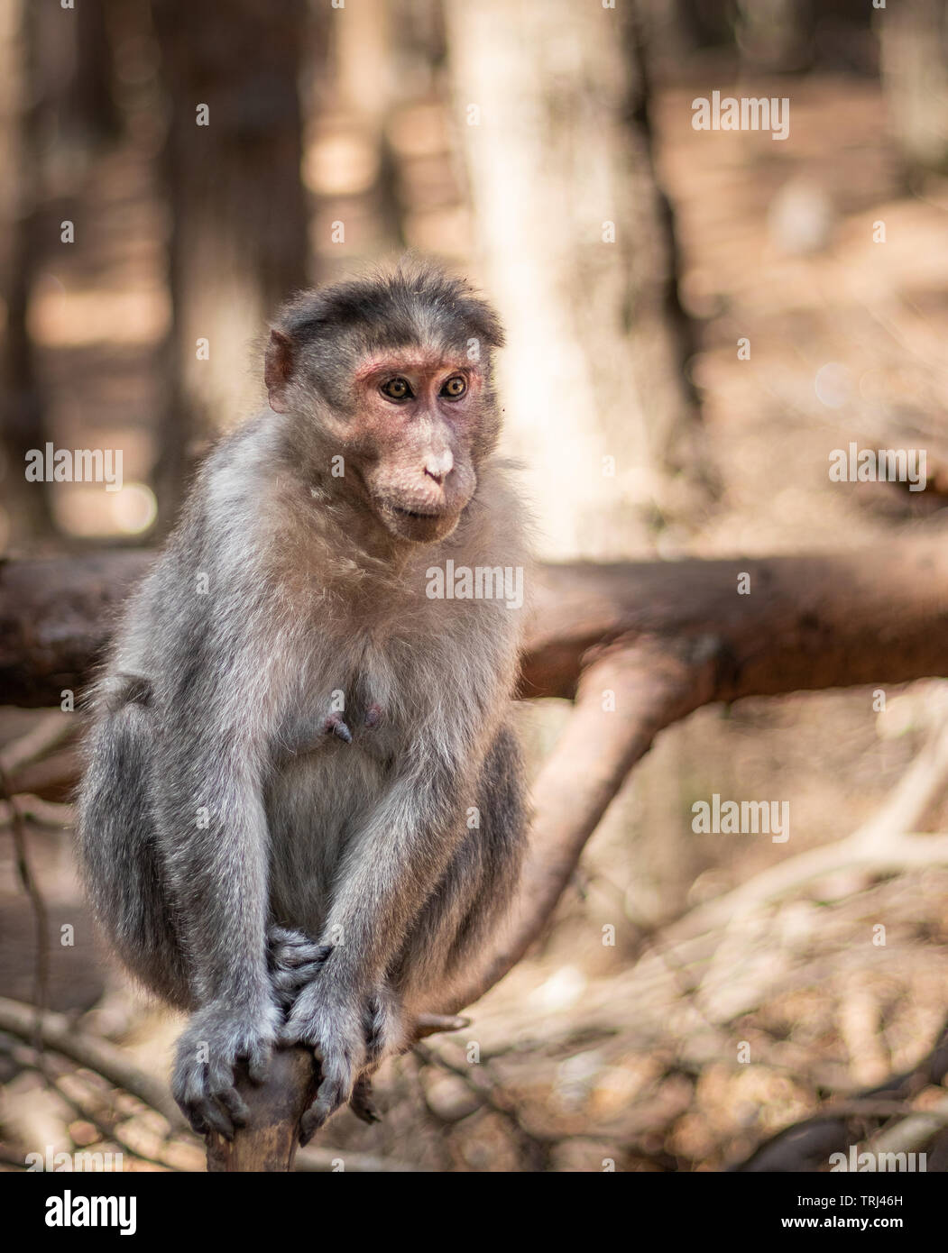 Monkey trouble isolé avec fond de forêt Banque D'Images