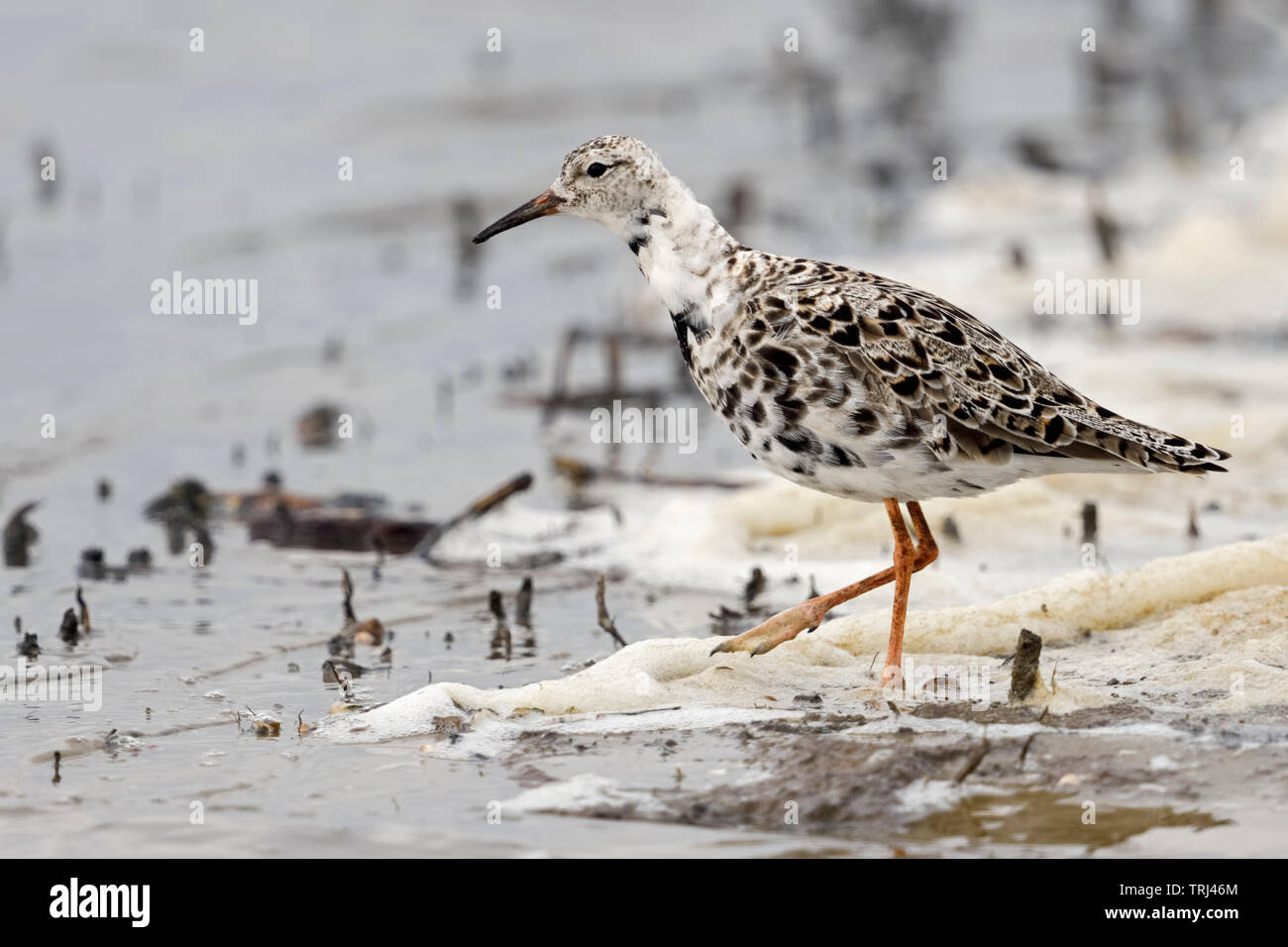 Ruff / Kampflaeufer ( Philomachus pugnax ), les migrants, à la recherche de nourriture dans les eaux peu profondes, le long de la marge de lavage, de la faune, de l'Europe. Banque D'Images
