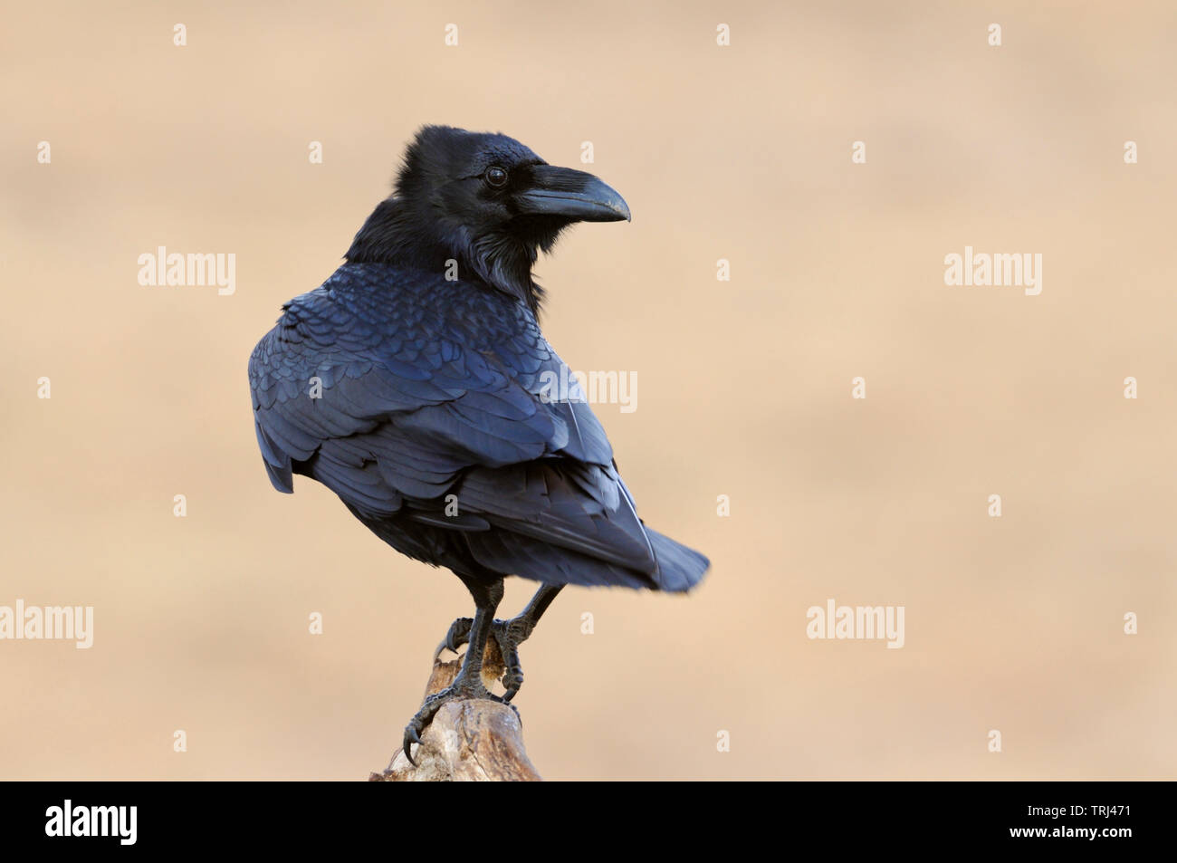 Grand Corbeau (Corvus corax ) dans la lumière parfaite, perché sur une branche, à regarder en arrière sur son épaule, beau plumage chatoyant, la faune, l'Europe. Banque D'Images