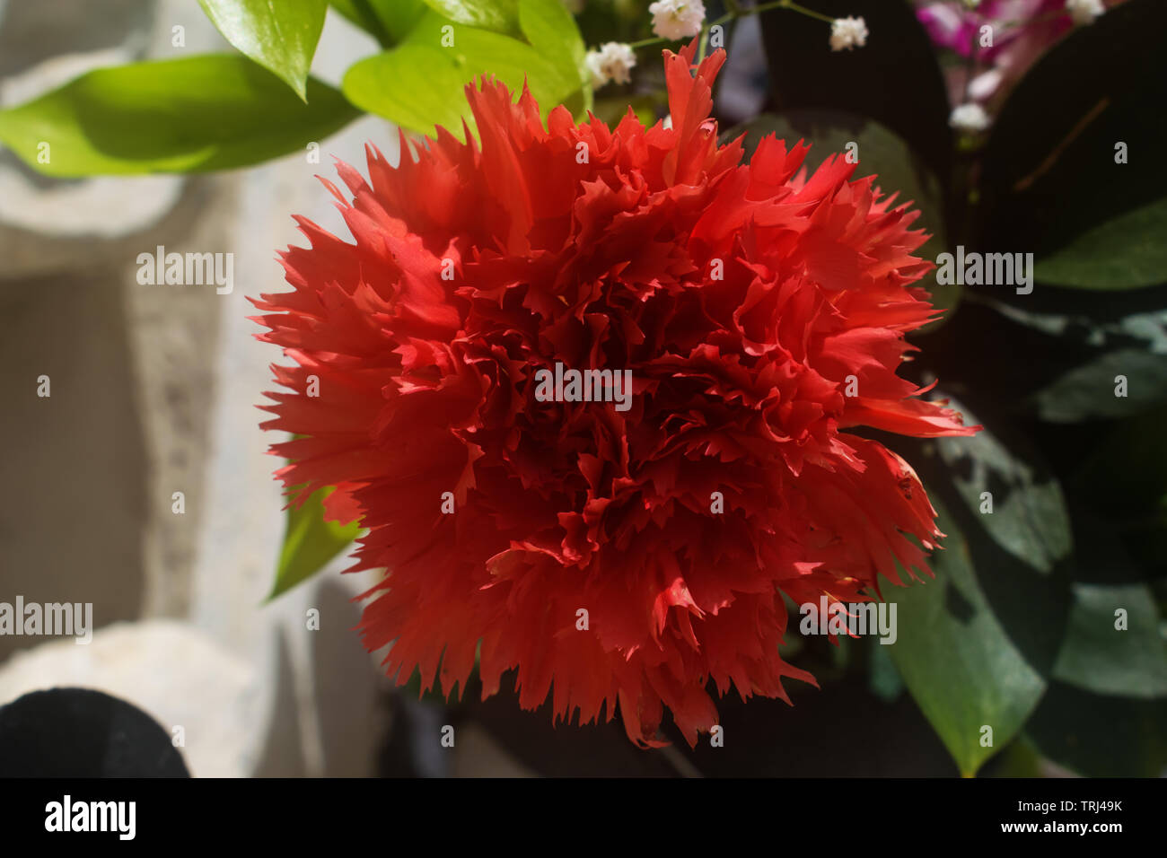 Un plan macro sur un oeillet rouge. Un gros plan sur une fleur oeillet rouge. Banque D'Images