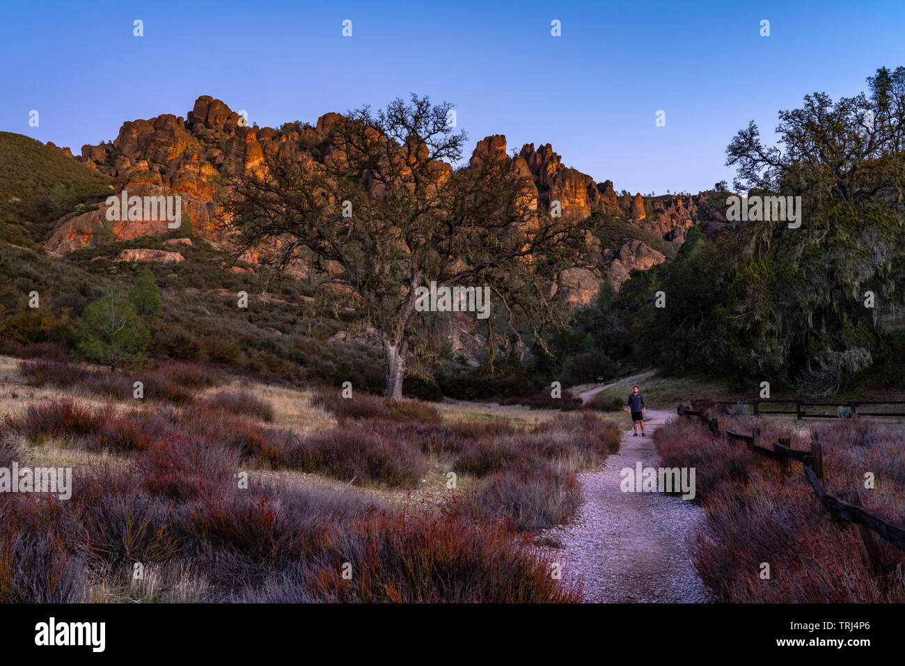 Homme marche sur un sentier au-delà d'un grand arbre, vers un rock formation pendant le coucher du soleil à California's Pinnacles National Park. Banque D'Images