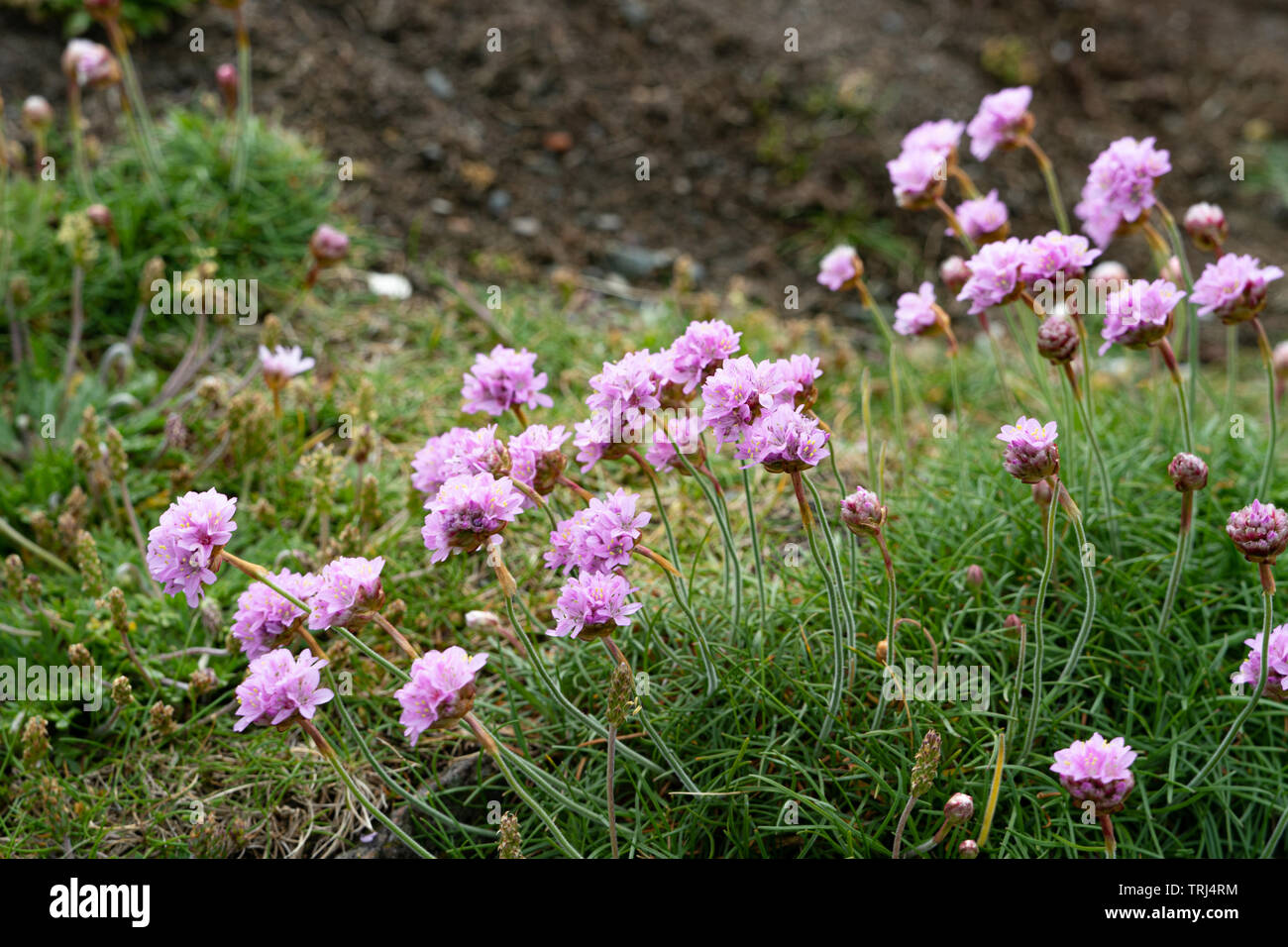 L'épargne (Armeria maritima), Royaume-Uni Banque D'Images