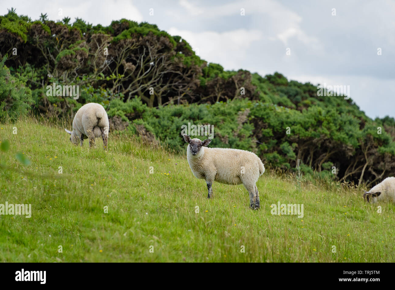 Une image paysage d'un troupeau de moutons paissant dans un pâturage à Browns Bay, Islandmagee, comté d'Antrim, en Irlande du Nord. Banque D'Images