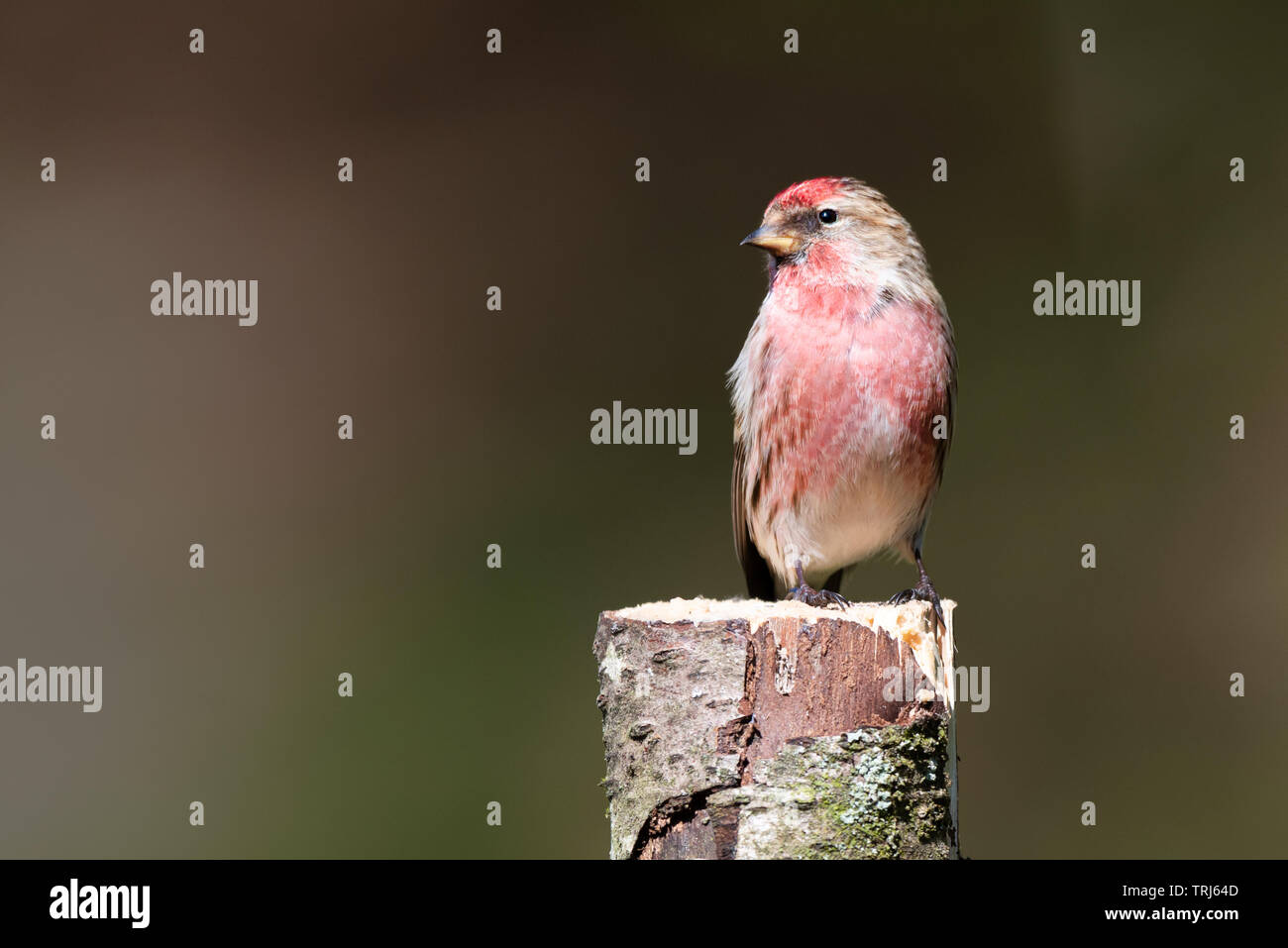 Une moindre Sizerin blanchâtre Carduelis,cabaret, perché en haut d'un bouleau d'argent à la souche d'arbre vers la gauche en copie espace ouvert Banque D'Images