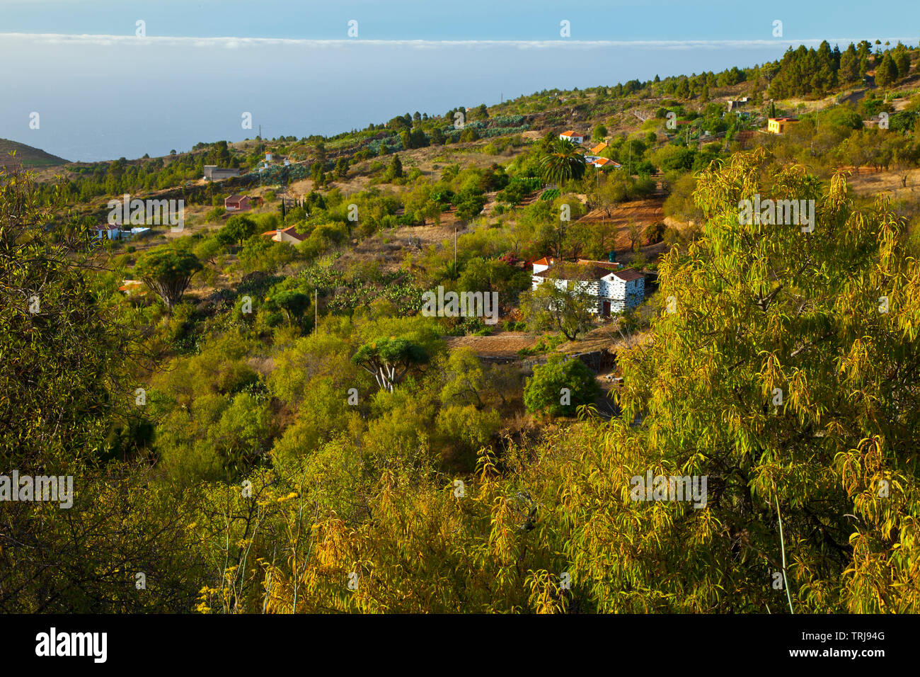 Paisaje con rural Casa agrícola. Pueblo El Paso. Isla La Palma. Pronvincia Santa Cruz. Islas Canarias. España Banque D'Images