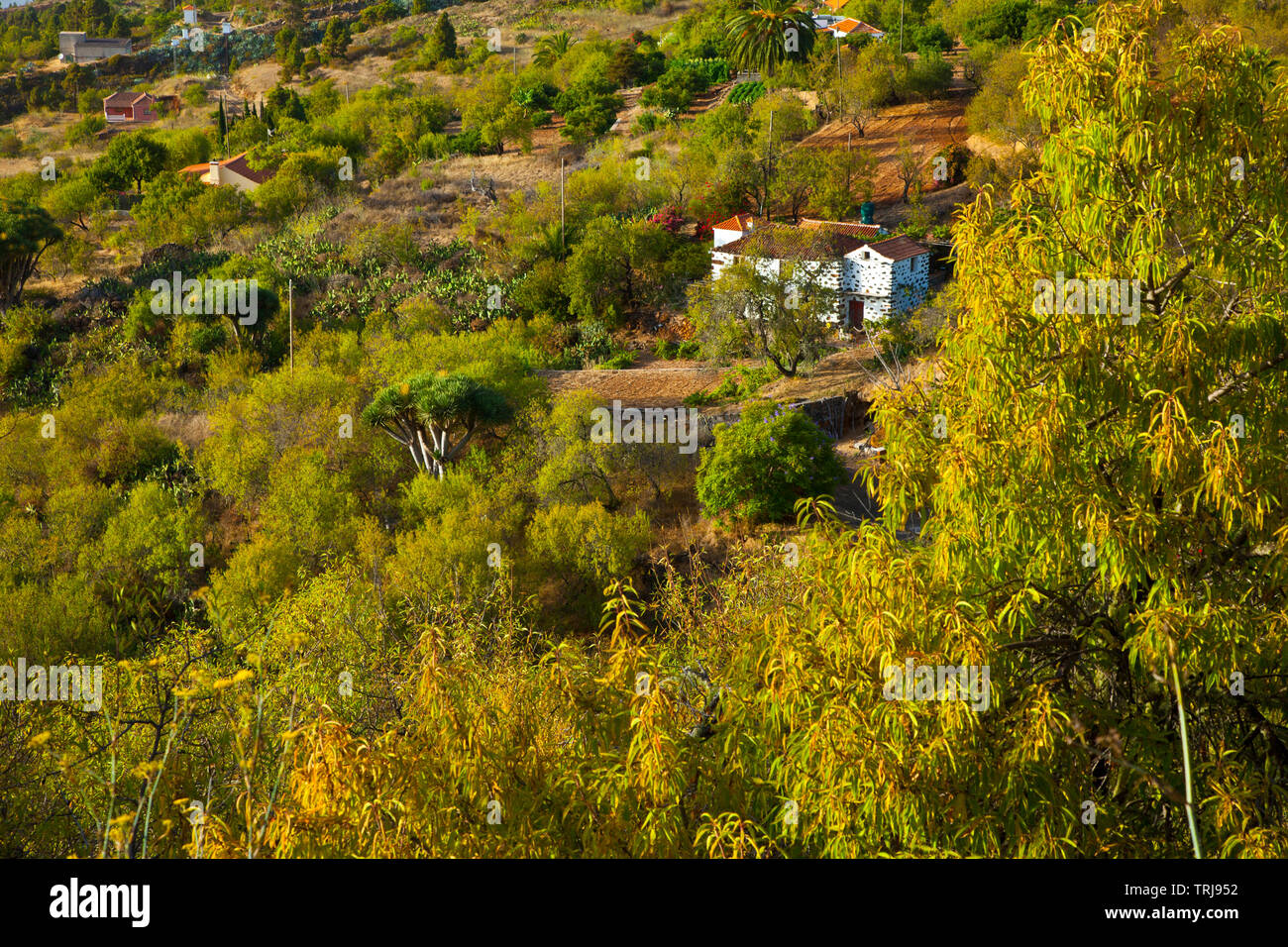 Paisaje con rural Casa agrícola. Pueblo El Paso. Isla La Palma. Pronvincia Santa Cruz. Islas Canarias. España Banque D'Images