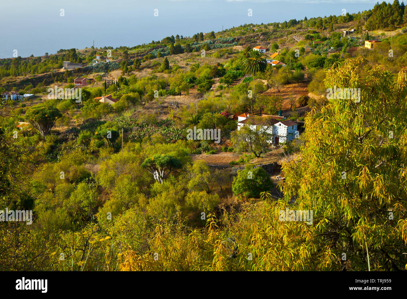 Paisaje con rural Casa agrícola. Pueblo El Paso. Isla La Palma. Pronvincia Santa Cruz. Islas Canarias. España Banque D'Images