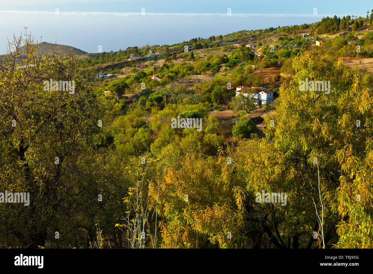 Paisaje con rural Casa agrícola. Pueblo El Paso. Isla La Palma. Pronvincia Santa Cruz. Islas Canarias. España Banque D'Images