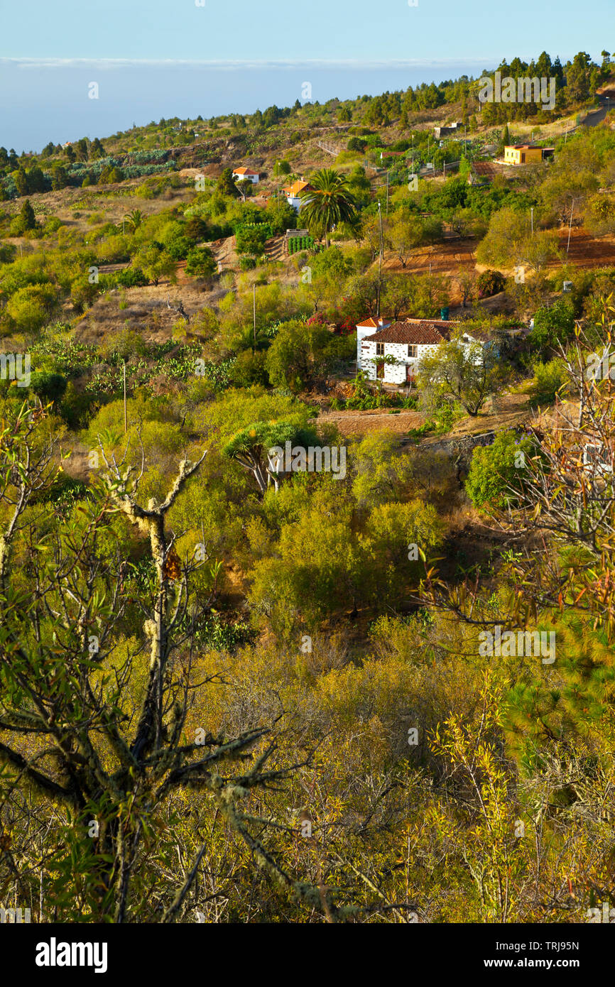 Paisaje con rural Casa agrícola. Pueblo El Paso. Isla La Palma. Pronvincia Santa Cruz. Islas Canarias. España Banque D'Images