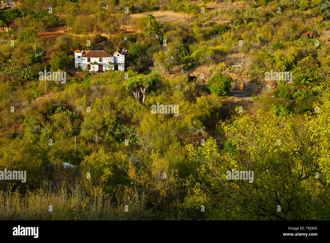 Paisaje con rural Casa agrícola. Pueblo El Paso. Isla La Palma. Pronvincia Santa Cruz. Islas Canarias. España Banque D'Images