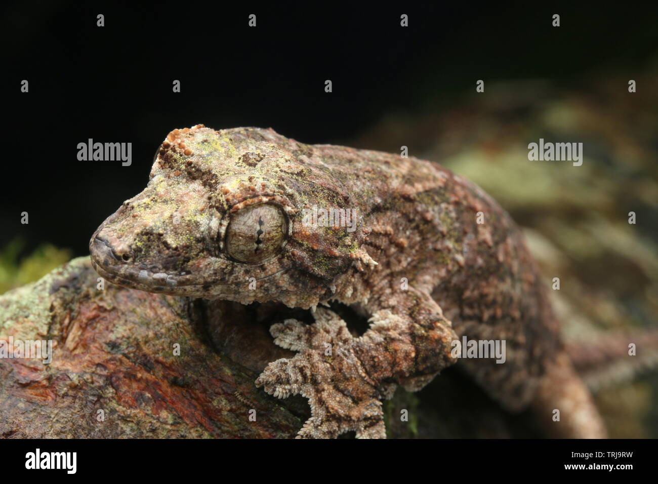 Sabah Flying Gecko, Gecko Volant Banque D'Images