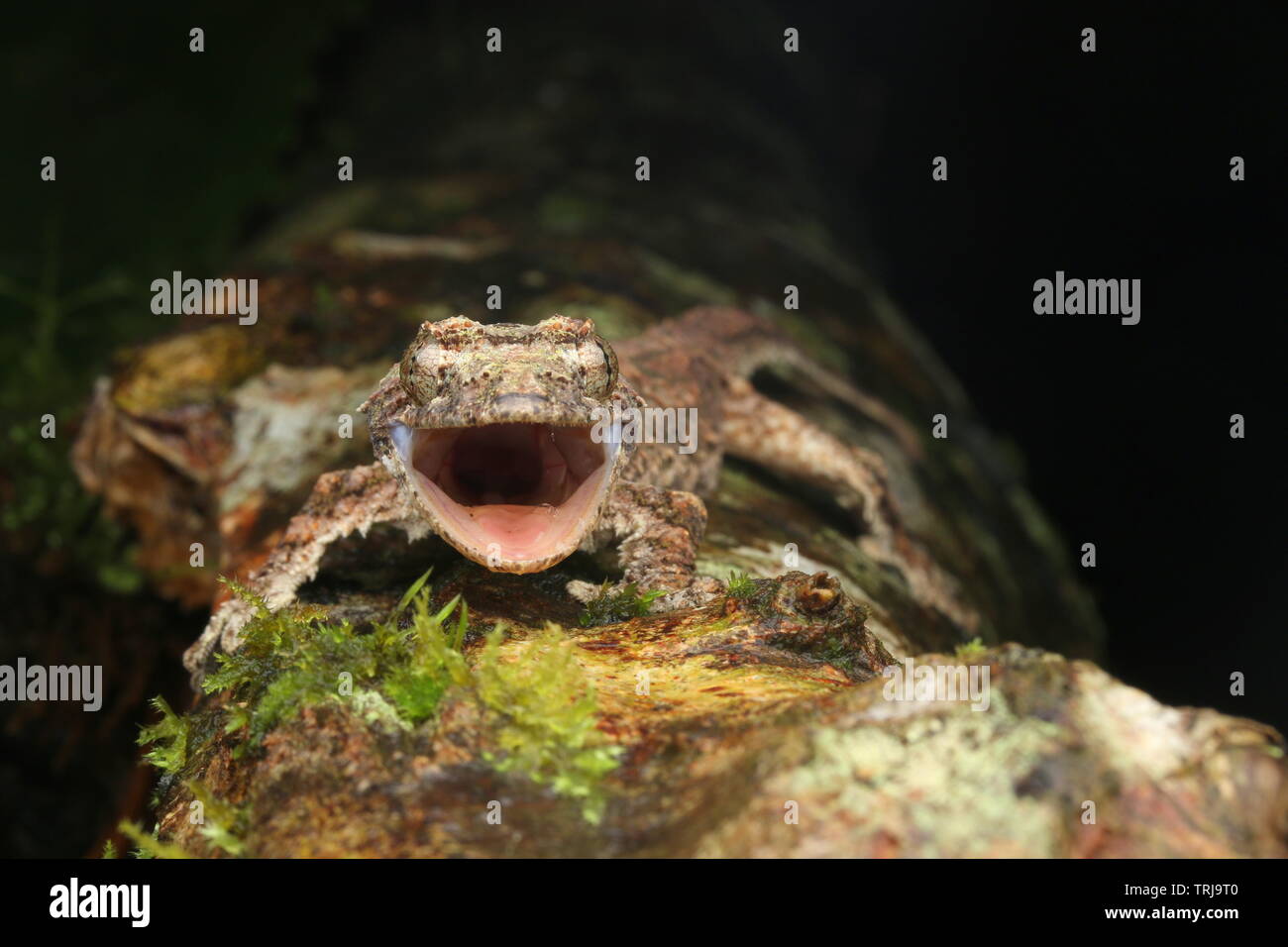 Sabah Flying Gecko, Gecko Volant Banque D'Images