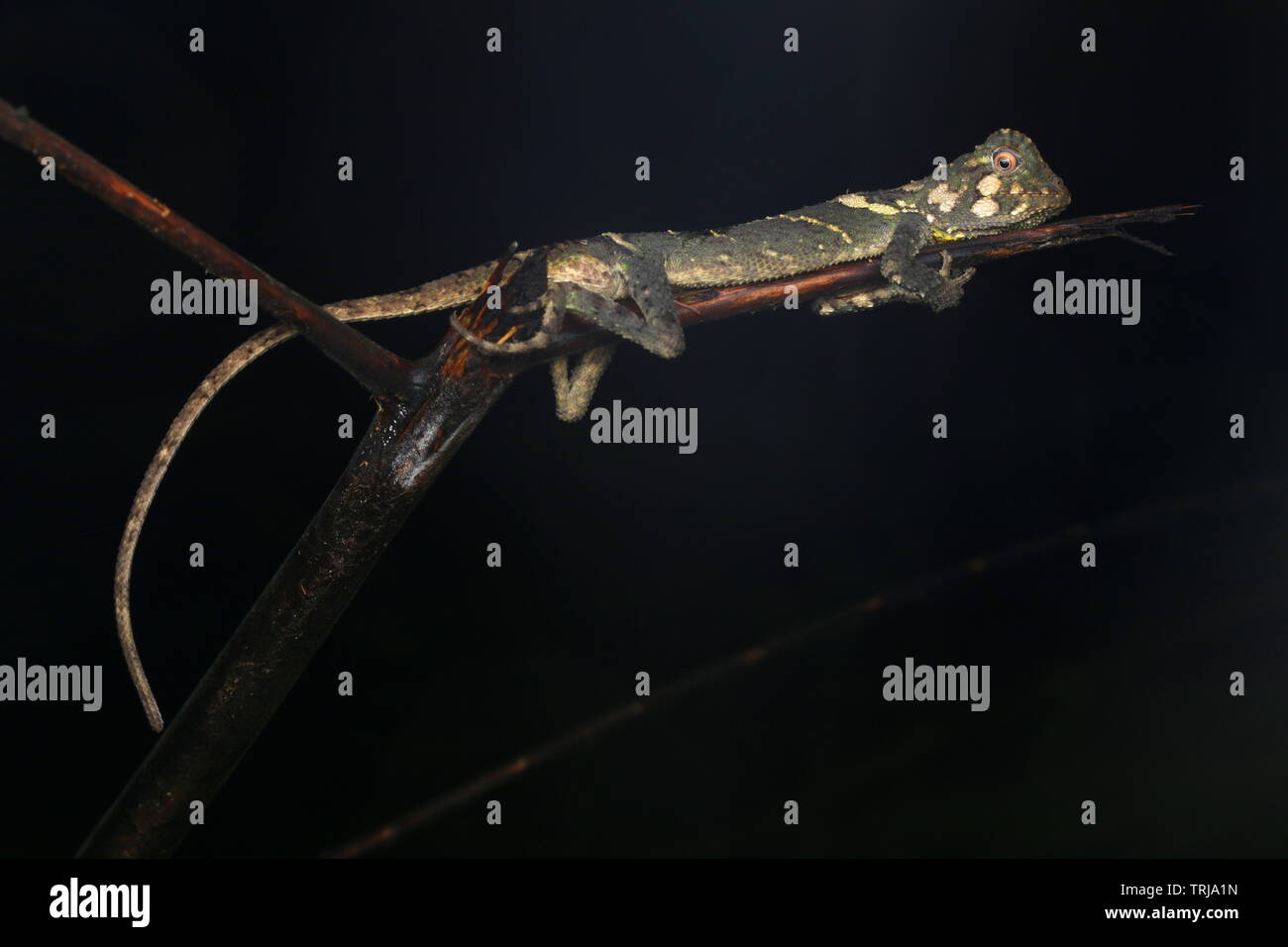 Phoxophrys cephalum, Bornéo Banque D'Images