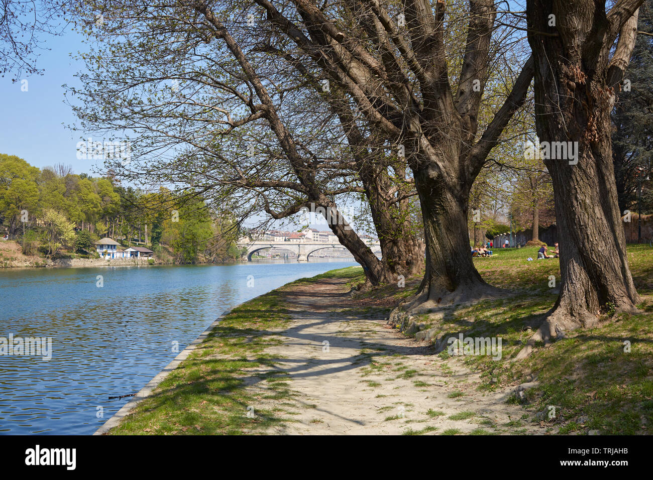 Chemin de la rivière Po avec de vieux arbres et des personnes dans une journée ensoleillée, ciel bleu dans le Piémont, Turin, Italie Banque D'Images