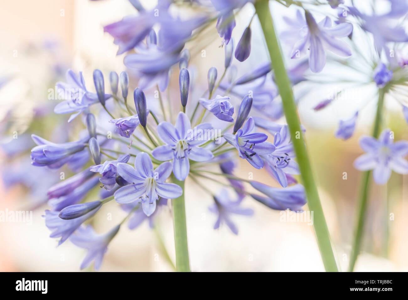 Agapanthus, Crawley, West Sussex Banque D'Images