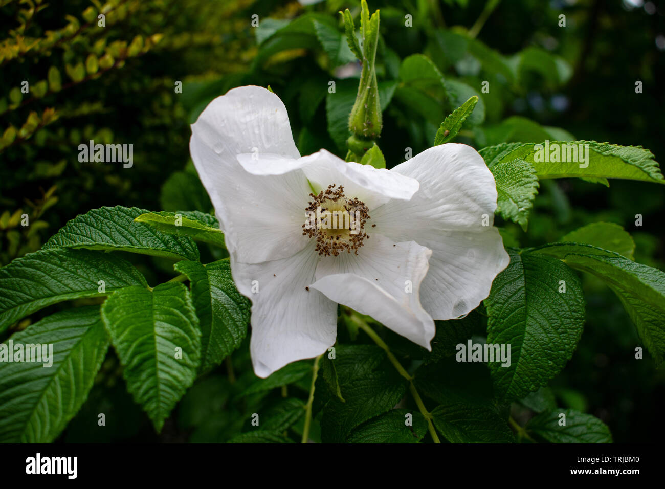 La floraison Rosa rugosa alba bianca - the Evergreen Rose (blanc) Banque D'Images